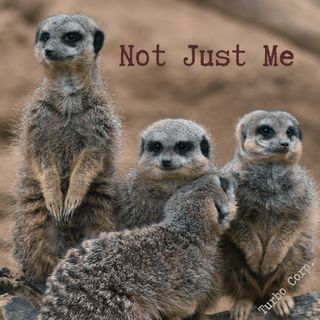 Un groupe d'animaux proches les uns des autres